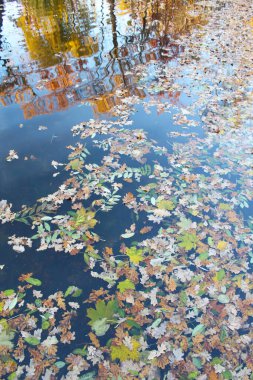 Parkta sonbahar yaprakları