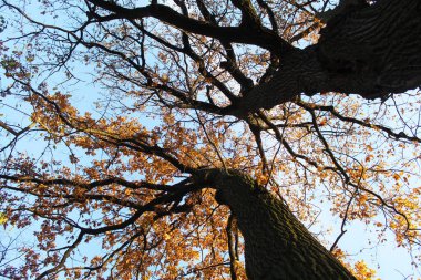 Ormandaki ağaç dalları