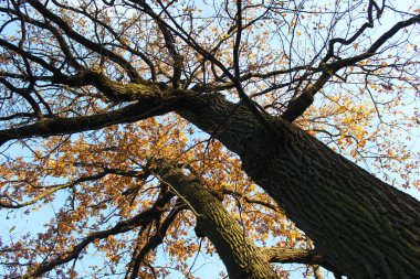 Ormandaki ağaç dalları