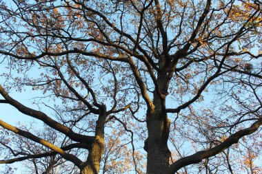 Park 'taki ağaç dalı