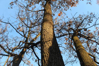 Parktaki sonbahar ormanı