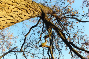Sonbahar ağaçları, bitki örtüsü ve doğa