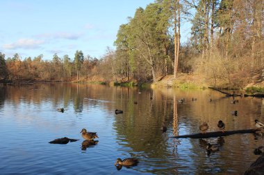 beautiful autumn landscape with a river and trees