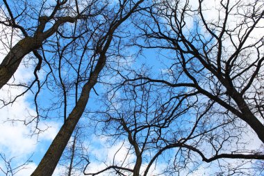 Mavi gökyüzünün arka planında ağaç dalları