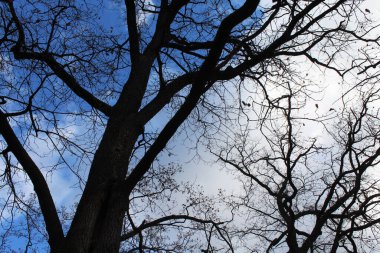 Ormandaki ağaç dalları