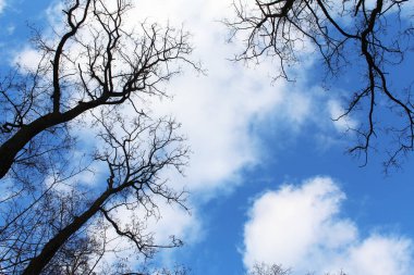 Ormandaki ağaç dalları