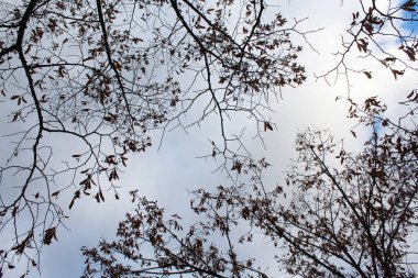 Ormandaki ağaç dalları