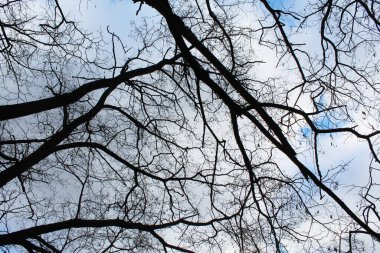 Kışın ağaçların çıplak dalları
