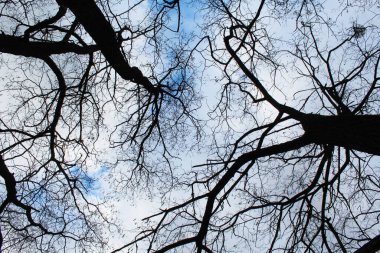 Ağaç dalları, bitki örtüsü, doğa, kışın mavi gökyüzüne karşı çevreleyen çıplak ağaçlar.
