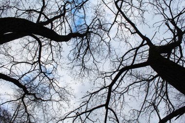 Gökyüzüne karşı bir ağacın silueti, kışın çıplak ağaçlar, gökyüzüne karşı ağaç dalları, ağaç dalları, bitki örtüsü, doğa ortamı. 