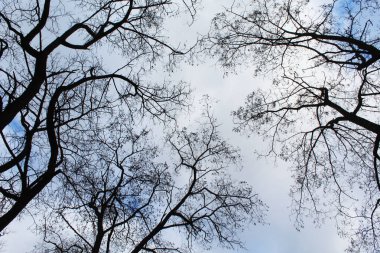Mavi gökyüzü olan ağaçların dalları