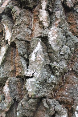 Eski bir ağacın kabuğunun doku arkaplanı