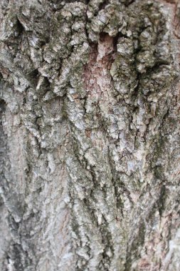 desen, desen. Ağaç kabuğu,