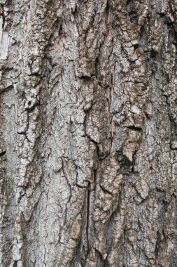 ağaç kabuğu dokusu arkaplanı