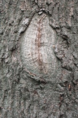 Doğal arkaplan ağacı kabuğu yakın plan