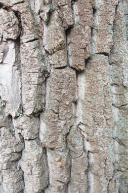 Doğal arkaplan ağacı kabuğu yakın plan