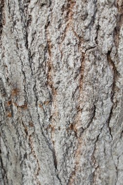 Ağaç kabuğu, doğal arkaplan dokusu ağaç kabuğu yakın plan.