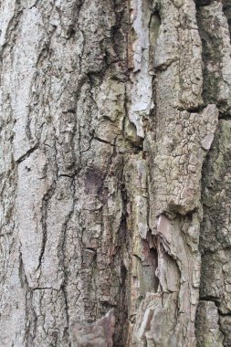 Doğal arkaplan ağacı kabuğu yakın plan