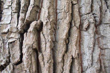 Ağaç kabuğunun dokusu, doğal arkaplan dokusu ağaç kabuğu yakın plan.