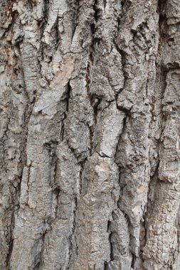 Ağaç kabuğunun dokusu, doğal arkaplan dokusu ağaç kabuğu yakın plan.