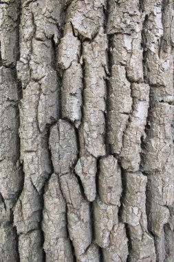 Ağaç kabuğunun dokusu, doğal arkaplan dokusu ağaç kabuğu yakın plan.