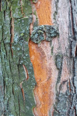 Kabuk dokusuna sahip ağaç çok detaylı bir arkaplan