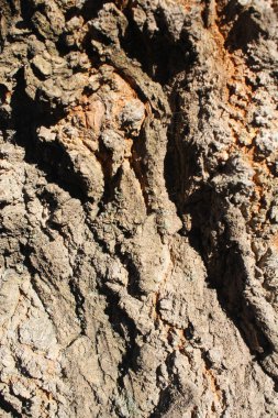 Ağaç kabuğu doğal arka plan dokusu