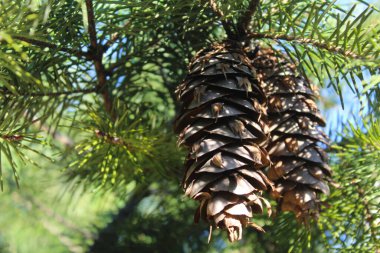 Ağaçta çam kozalakları, yakın plan, ağaçta kozalaklar, yakın plan.