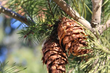 Çam ormanında çam kozalağı