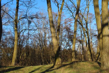 Ağaçlarla ve mavi gökyüzüyle güzel manzara, parkta çıplak ağaç.