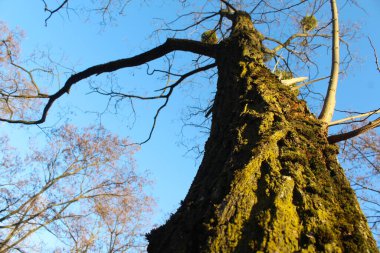 Mavi gökyüzü arkaplanlı ağaç gövdesi.