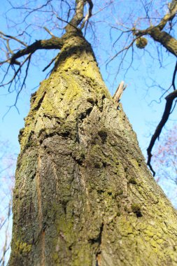 Antik bir ağacın gövdesi.