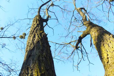Mavi gökyüzü ve bulutlu ağaç dalları