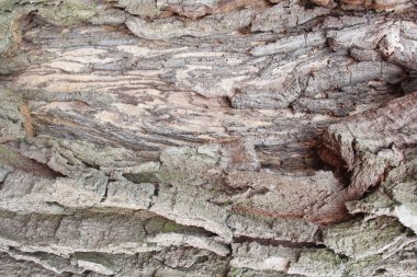Ağaç gövdesi kabuğu dokusu, eski ağaç kabuğu.
