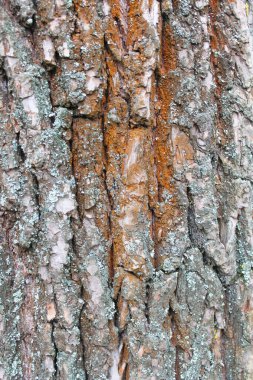 Ağaç kabuğunun dokusu