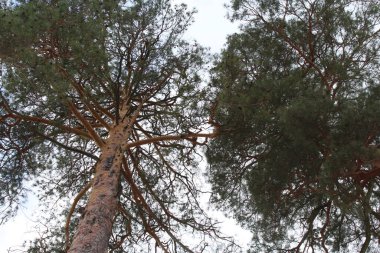 Mavi gökyüzüne karşı bir çam ağacı
