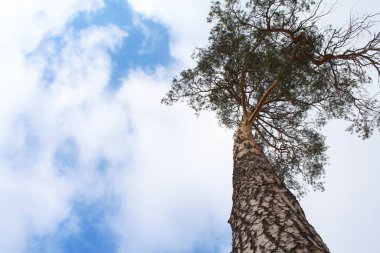 Çam dalları ve bulutlu mavi gökyüzü
