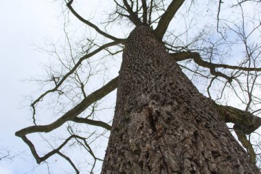 Ormandaki ağaç gövdesi