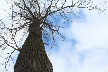 Ormanda büyük bir ağaç.