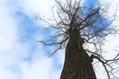 çıplak ağaç gökyüzüne karşı