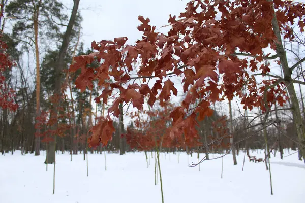 Parktaki güzel sonbahar ormanı.