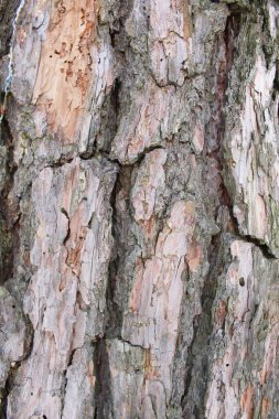 ağaç kabuğu arkaplanı kapat