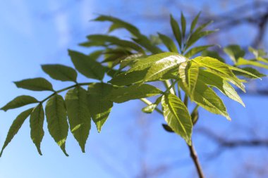 Parktaki ağaçlar, ilkbaharda taze yeşil yapraklar ağaç dalları ve mavi gökyüzü, bahar