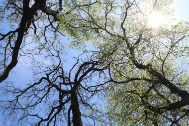 Parktaki ağaçlar, ilkbaharda taze yeşil yapraklar ağaç dalları ve mavi gökyüzü, bahar