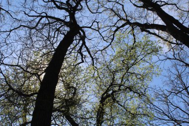 Parktaki ağaçlar, ilkbaharda taze yeşil yapraklar ağaç dalları ve mavi gökyüzü, bahar