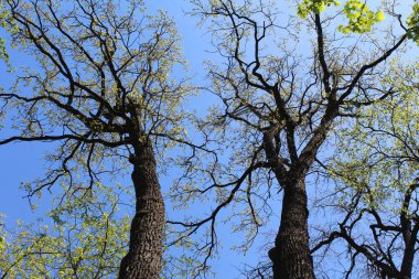 Bahar mevsiminde taze yeşil yapraklar ağaç dallarında açar ve mavi gökyüzü, bahar, güzel orman manzarası