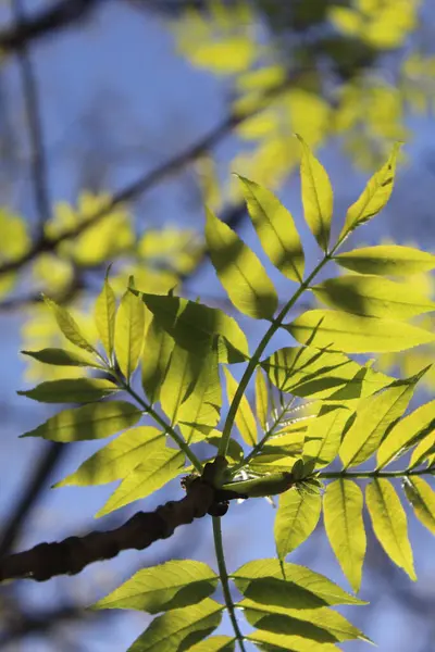 Bahar mevsiminde taze yeşil yapraklar ağaç dallarında açar ve mavi gökyüzü, bahar