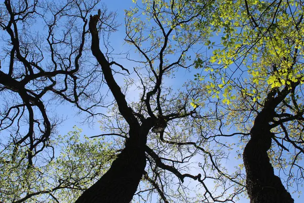 Parktaki ağaçlar, ilkbaharda taze yeşil yapraklar ağaç dalları ve mavi gökyüzü, bahar