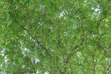 Yeşil yapraklı arka plan. yeşil ağaç dokusu. Doğa şekli