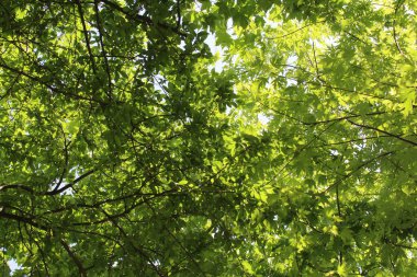 Ağaçtaki güzel yeşil yapraklar.